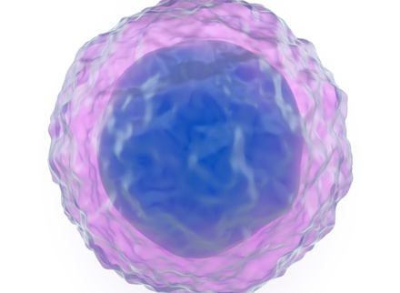 immunology (lymphocyte)2