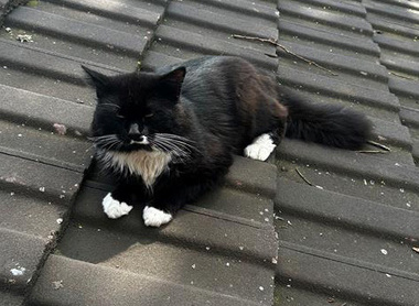 the mustache cat.jpg