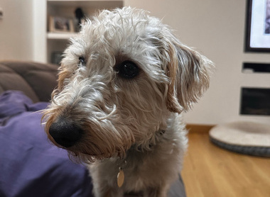 daisy the dog.jpg