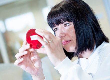 cov pathologist or clinical scientist with petri dish