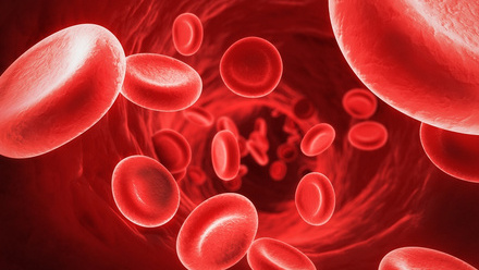 Haematology cells.jpg
